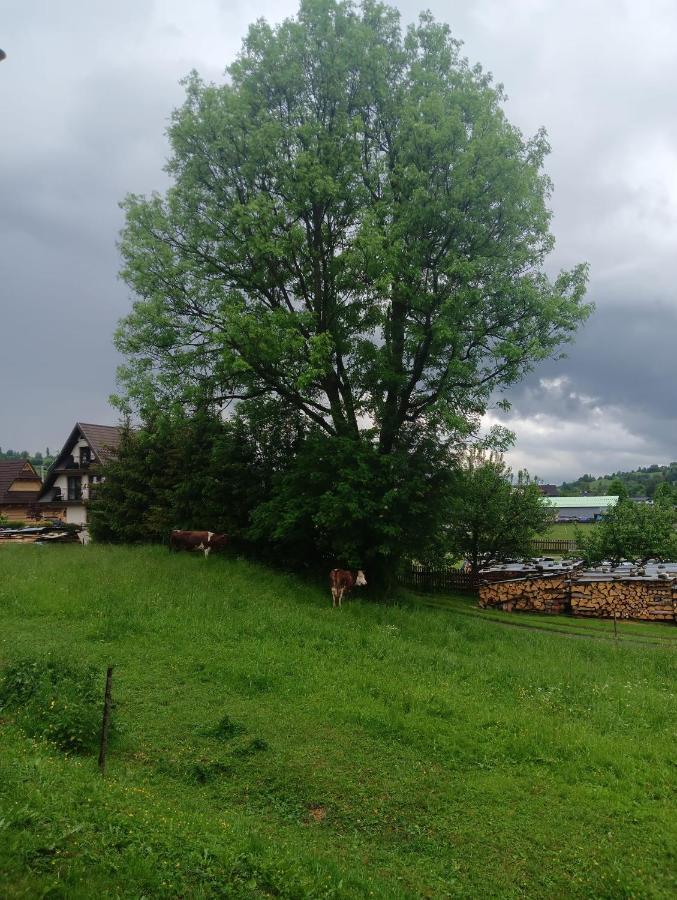 Apartament Skorusinka W Poblizu Chocholowskich Term Witów Kültér fotó